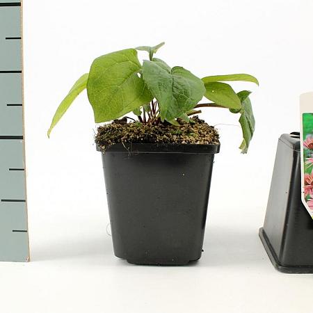 Echinacea p. 'Magnus' Pot 9 cm