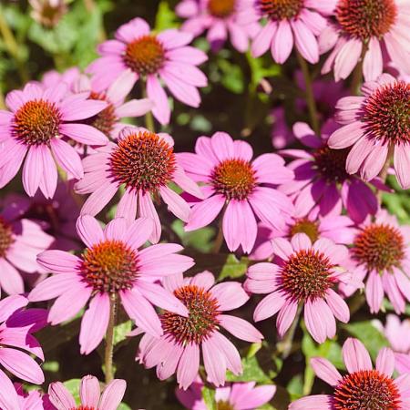 Echinacea p. 'Magnus' Pot 9 cm