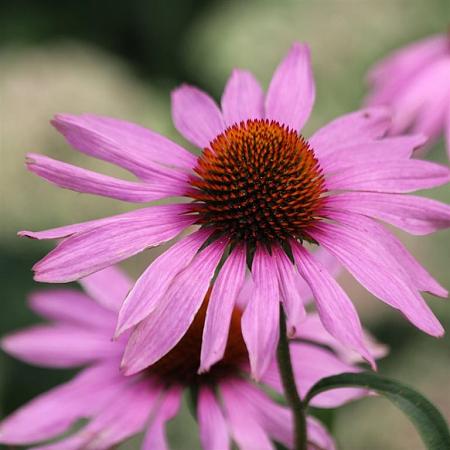 Echinacea p. 'Magnus' Pot 9 cm