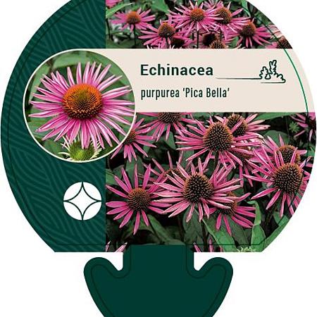 Echinacea p. 'Pica Bella' Pot 9 cm
