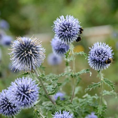 Echinops bannaticus Pot 9 cm
