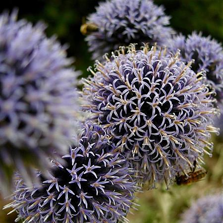 Echinops bannaticus 'Taplow Blue' Pot 9 cm