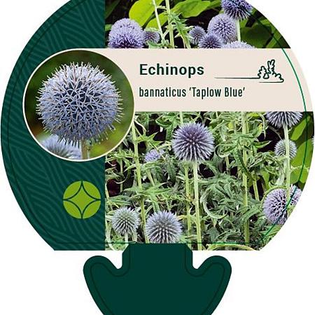 Echinops bannaticus 'Taplow Blue' Pot 9 cm