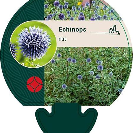 Echinops ritro Pot 9 cm