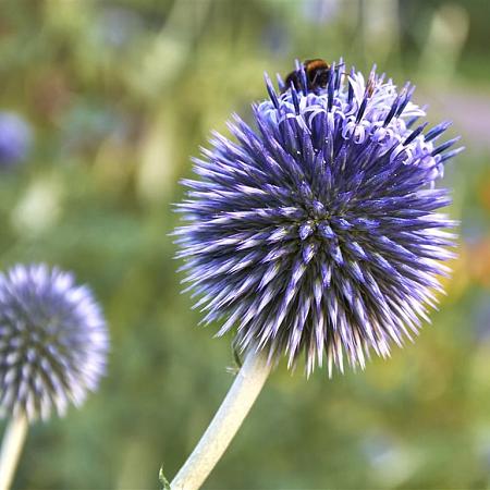 Echinops ritro 'Veitch's Blue' Pot 9 cm