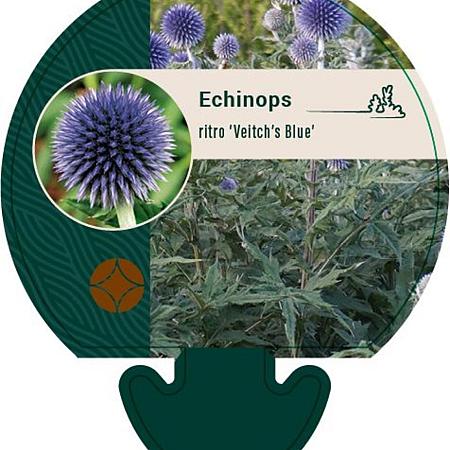 Echinops ritro 'Veitch's Blue' Pot 9 cm