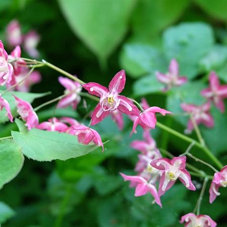 Epimedium gr. 'Lilafee' Pot 9 cm