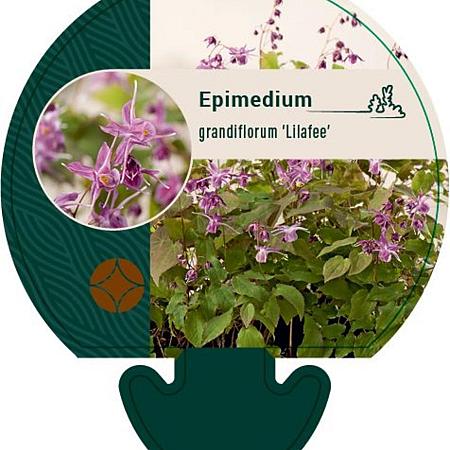 Epimedium gr. 'Lilafee' Pot 9 cm