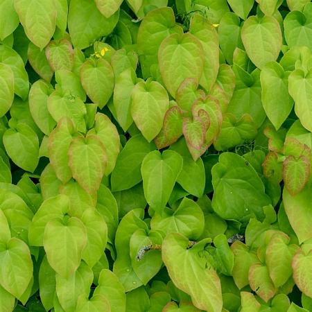 Epimedium rubrum Pot 9 cm
