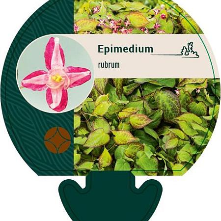 Epimedium rubrum Pot 9 cm