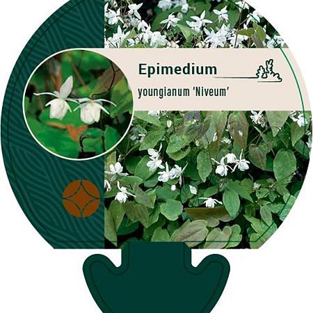 Epimedium y. 'Niveum' Pot 9 cm