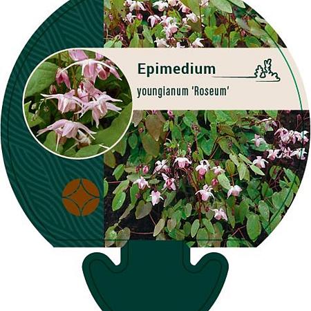 Epimedium y. 'Roseum' Pot 9 cm