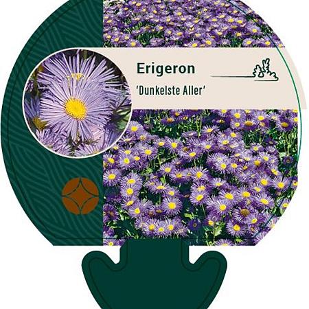Erigeron 'Dunkelste Aller' Pot 9 cm