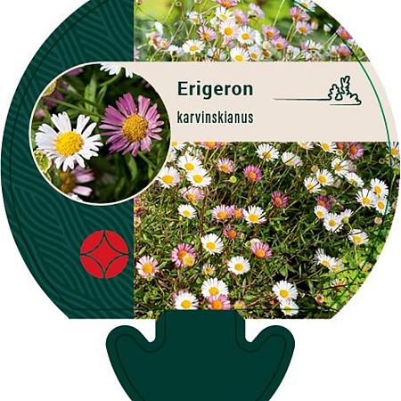 Erigeron karvinskianus Pot 9 cm