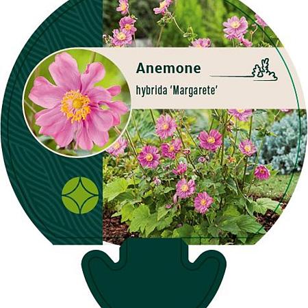Anemone hyb. 'Margarete' Pot 9 cm