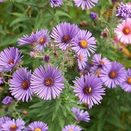 Aster pyrenaeus 'Lutetia' Pot 9 cm