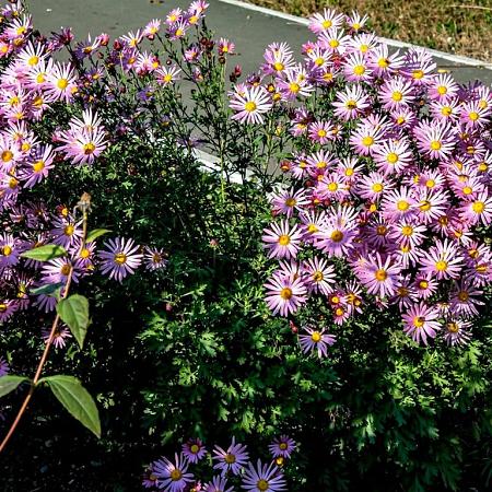 Erigeron 'Rosa Juwel' Pot 9 cm