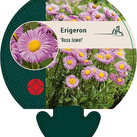 Erigeron 'Rosa Juwel' Pot 9 cm