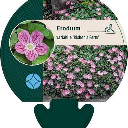 Erodium variabile 'Bishop's Form' Pot 9 cm