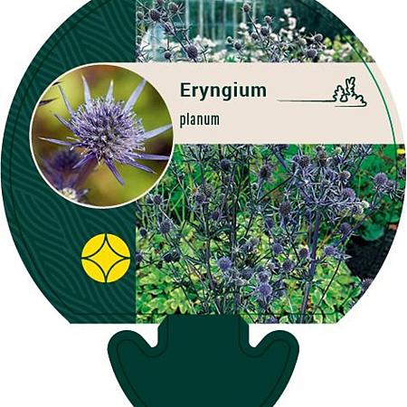 Eryngium planum Pot 9 cm