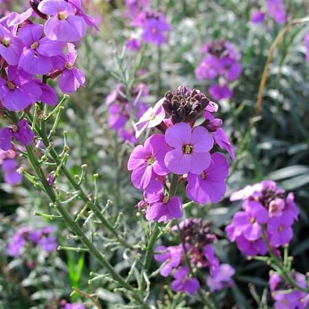 Erysimum 'Bowles' Mauve' Pot 9 cm