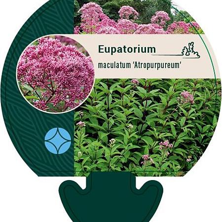 Eupatorium mac. 'Atropurpureum' Pot 9 cm