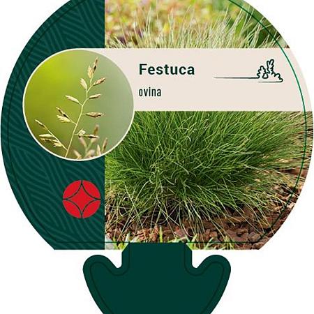 Festuca ovina Pot 9 cm