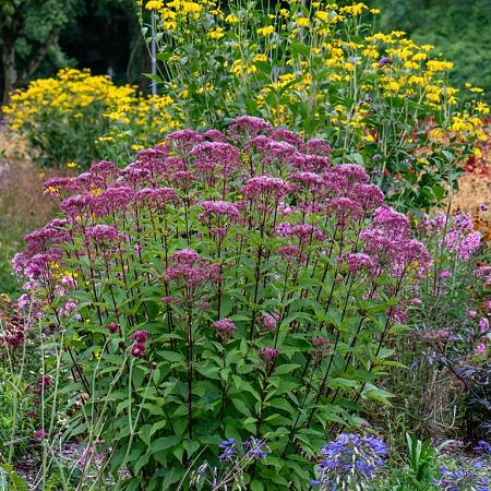 Eupatorium mac. 'Riesenschirm' Pot 9 cm