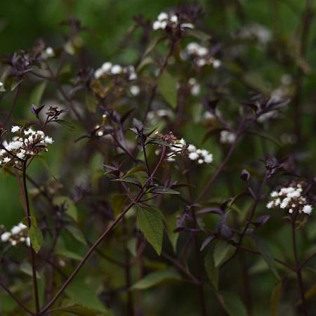 Eupatorium rugosum 'Chocolate' Pot 9 cm
