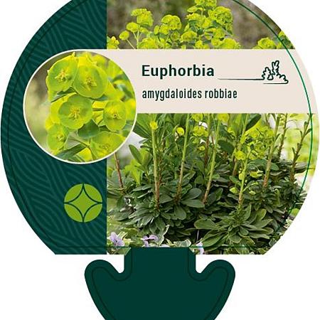 Euphorbia amygdal. robbiae Pot 9 cm