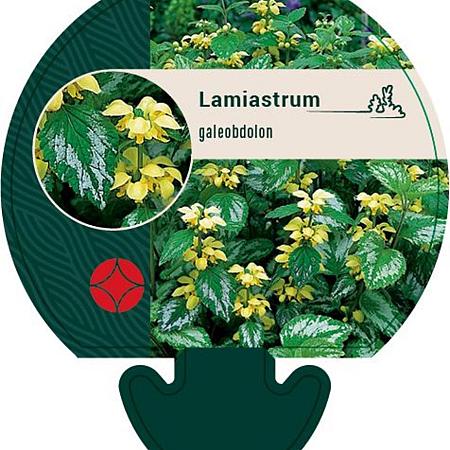 Lamiastrum galeobdolon Pot 9 cm