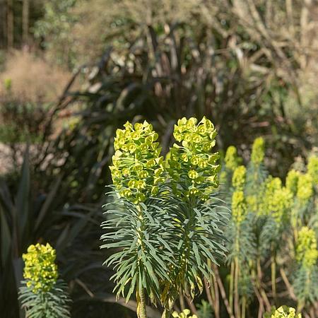 Euphorbia characias wulfenii Pot 9 cm