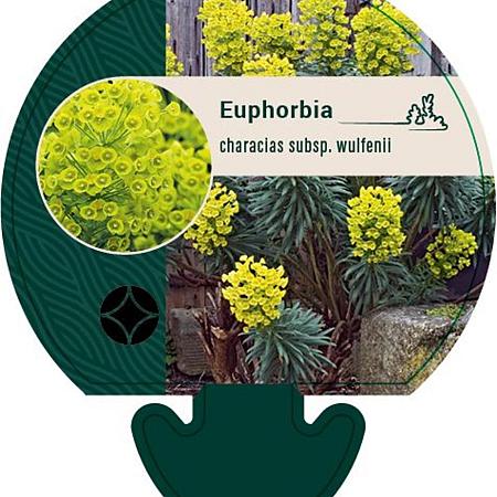 Euphorbia characias wulfenii Pot 9 cm