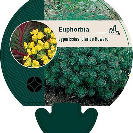 Euphorbia cyp. 'Clarice Howard' Pot 9 cm