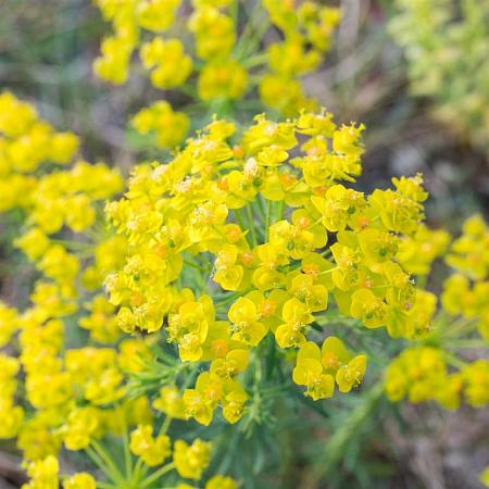 Euphorbia cyp. 'Clarice Howard' Pot 9 cm