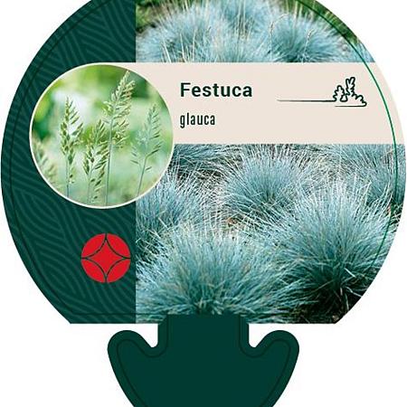 Festuca glauca Pot 9 cm