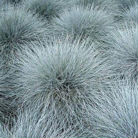 Festuca glauca Pot 9 cm