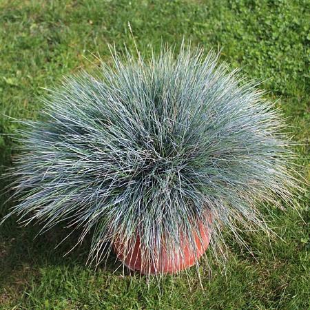 Festuca glauca 'Blaufuchs' Pot 9 cm