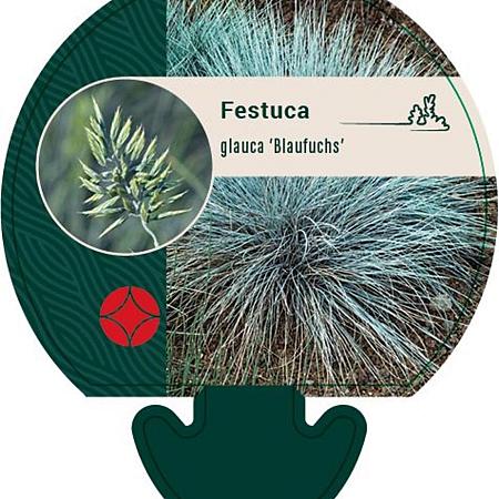 Festuca glauca 'Blaufuchs' Pot 9 cm