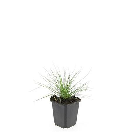 Festuca glauca 'Elijah Blue' Pot 9 cm