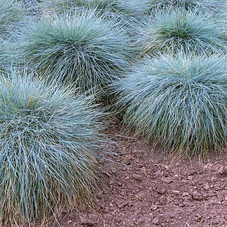 Festuca glauca 'Elijah Blue' Pot 9 cm
