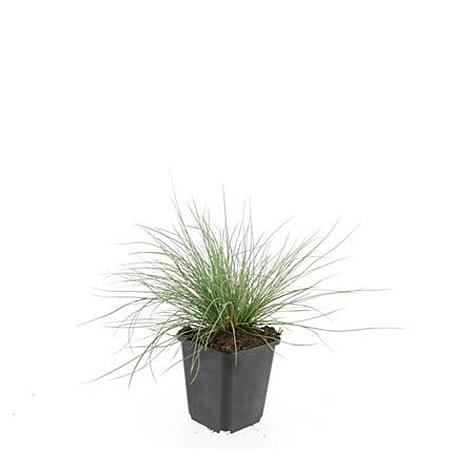 Festuca glauca 'Elijah Blue' Pot 9 cm