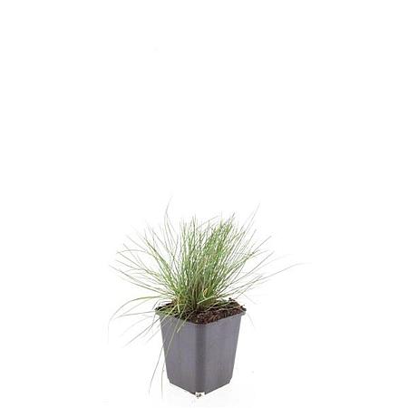 Festuca glauca 'Elijah Blue' Pot 9 cm