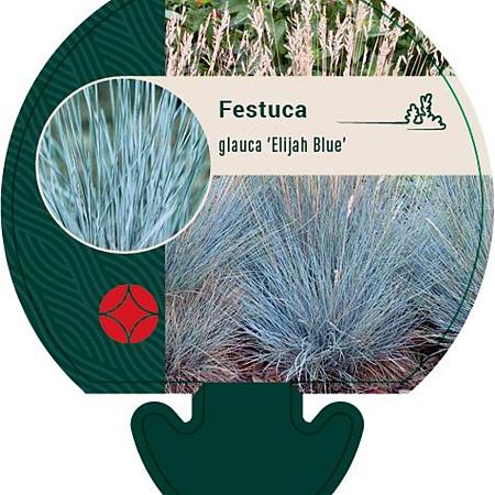 Festuca glauca 'Elijah Blue' Pot 9 cm