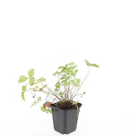Fragaria vesca Pot 9 cm