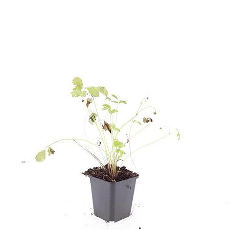 Fragaria vesca Pot 9 cm