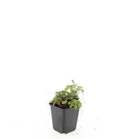 Fragaria vesca Pot 9 cm