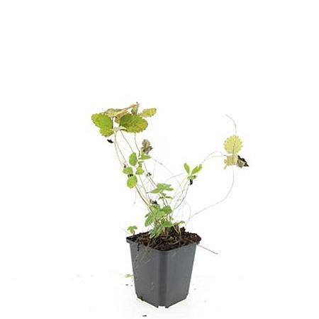 Fragaria vesca Pot 9 cm