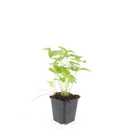 Fragaria vesca Pot 9 cm