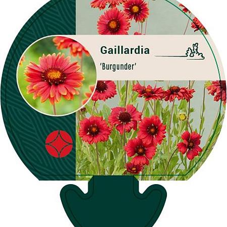 Gaillardia 'Burgunder' Pot 9 cm